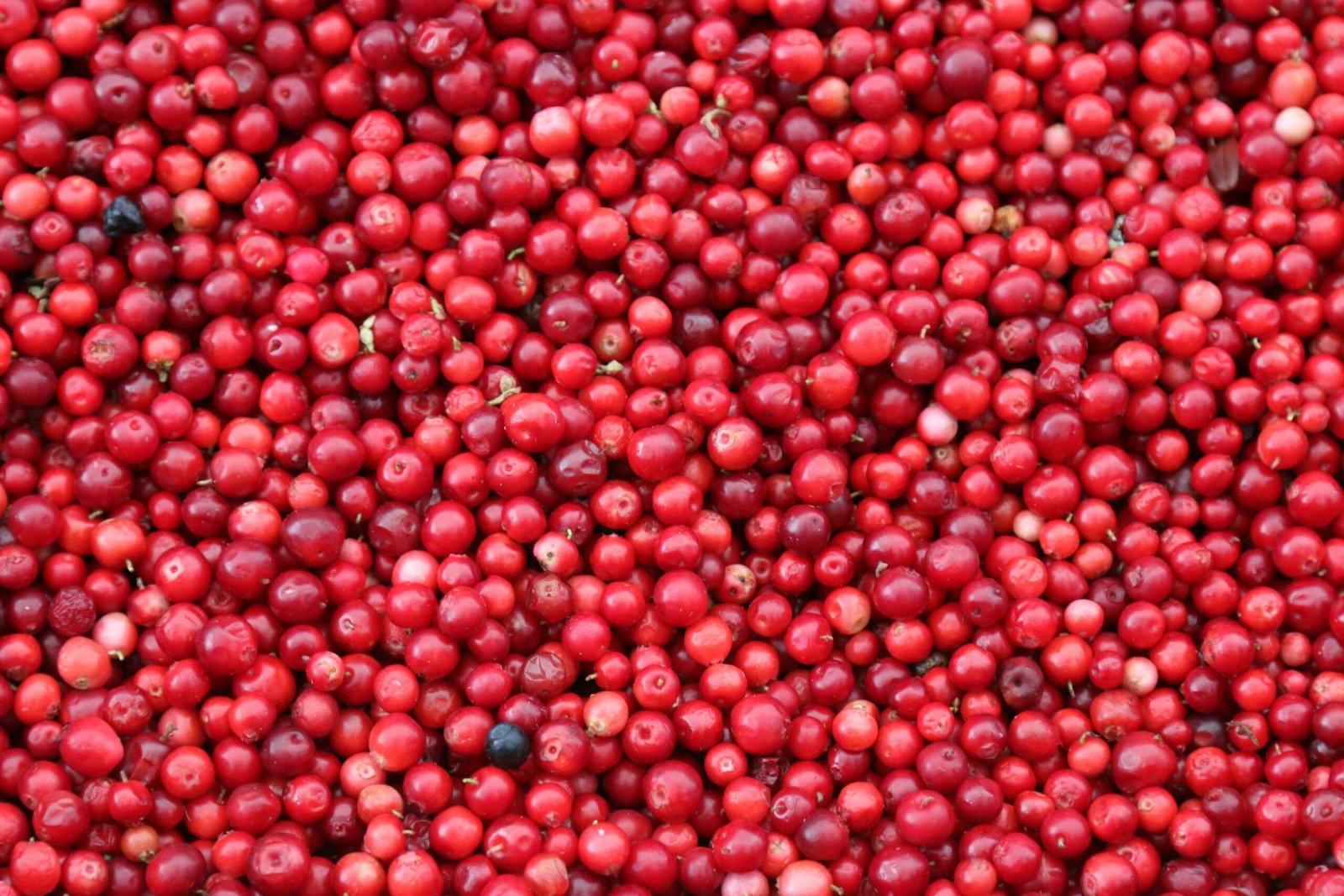Cranberry Extract: Understanding Its Uses and Scientific Evidence